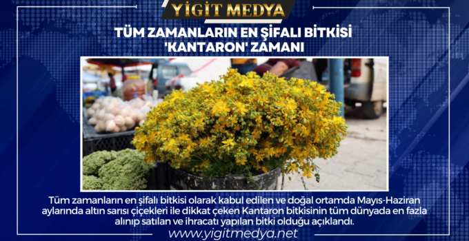 TÜM ZAMANLARIN EN ŞİFALI BİTKİSİ ‘KANTARON’ ZAMANI