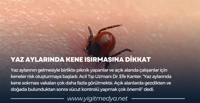 YAZ AYLARINDA KENE ISIRMASINA DİKKAT