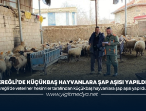 EREĞLİ’DE KÜÇÜKBAŞ HAYVANLARA ŞAP AŞISI YAPILDI