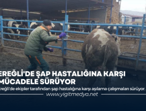 EREĞLİ’DE ŞAP HASTALIĞINA KARŞI MÜCADELE SÜRÜYOR