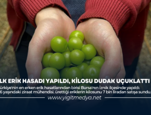 İLK ERİK HASADI YAPILDI, KİLOSU DUDAK UÇAKLATTI