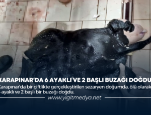 KARAPINAR’DA 6 AYAKLI VE 2 BAŞLI BUZAĞI DOĞDU