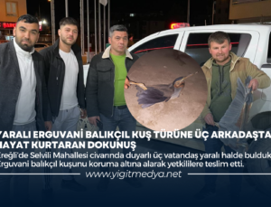 YARALI ERGUVANİ BALIKÇIL KUŞ TÜRÜNE ÜÇ ARKADAŞTAN HAYAT KURTARAN DOKUNUŞ