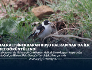 HALKALI SİNEKKAPAN KUŞU HALKAPINAR’DA İLK KEZ GÖRÜNTÜLENDİ