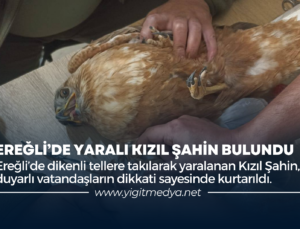 EREĞLİ’DE YARALI KIZIL ŞAHİN BULUNDU