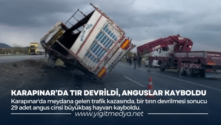 KARAPINAR’DA TIR DEVRİLDİ, ANGUSLAR KAYBOLDU