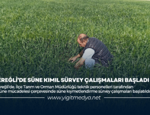 EREĞLİ’DE SÜNE KIMIL SÜRVEY ÇALIŞMALARI BAŞLADI