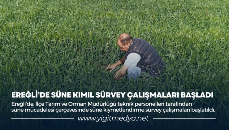 EREĞLİ’DE SÜNE KIMIL SÜRVEY ÇALIŞMALARI BAŞLADI