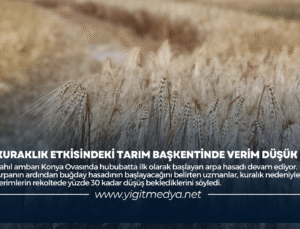 KURAKLIK ETKİSİNDEKİ TARIM BAŞKETİNDE VERİM DÜŞÜK