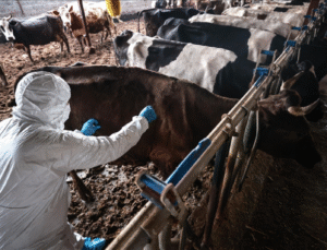 TARIM BAKANLIĞI’NDAN ŞAP HASTALIĞI AÇIKLAMASI