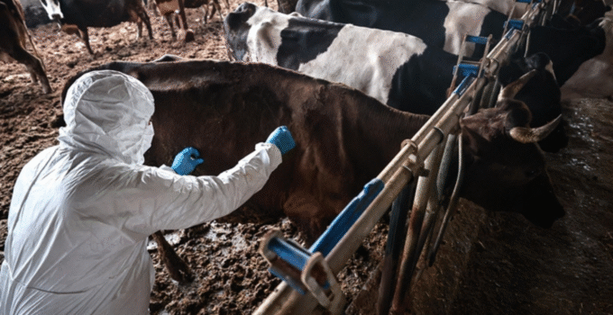TARIM BAKANLIĞI’NDAN ŞAP HASTALIĞI AÇIKLAMASI