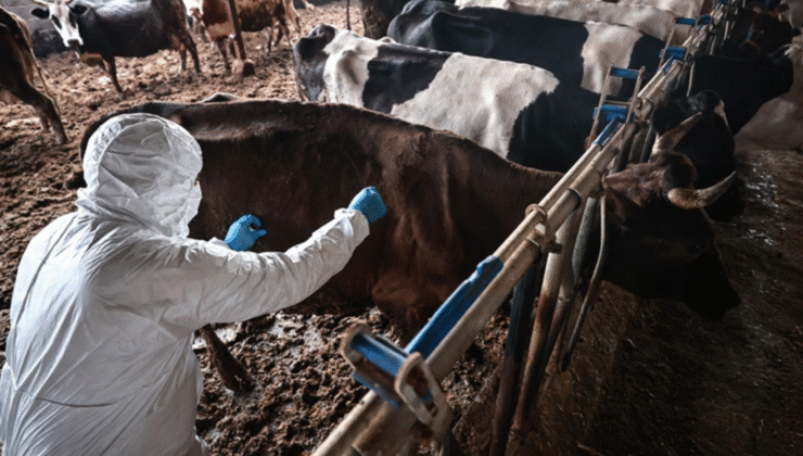 TARIM BAKANLIĞI’NDAN ŞAP HASTALIĞI AÇIKLAMASI