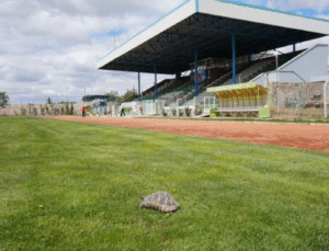 EREĞLİ ATATÜRK STADYUMU YENİLENİYOR: MODERNİZASYON İŞİ İHALEYE ÇIKTI