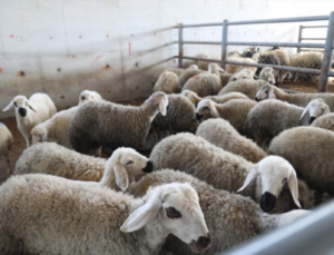 EREĞLİ’DE 36 GÜNLÜK KARANTİNA SONA ERDİ