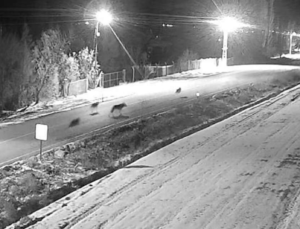 EREĞLİ’DE ŞEHİR MERKEZİNE KURTLAR İNDİ