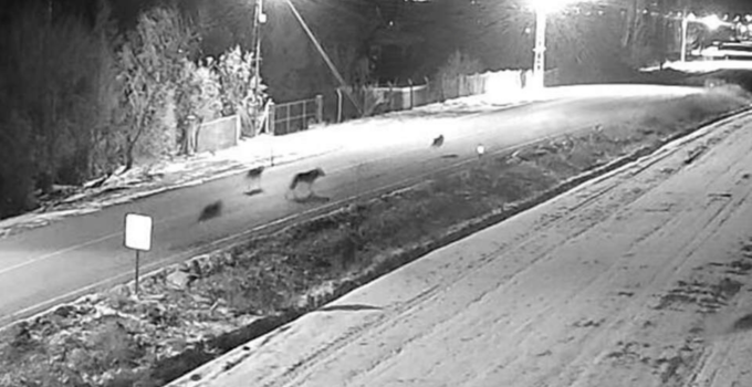 EREĞLİ’DE ŞEHİR MERKEZİNE KURTLAR İNDİ