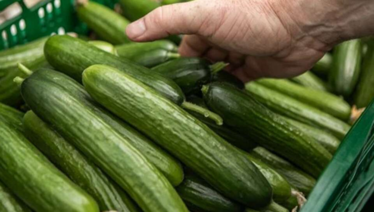 TARLADAN SOFRAYA UÇURUM: EREĞLİ’DE TARLADA 5 TL OLAN SALATALIK MARKETTE 80 TL!