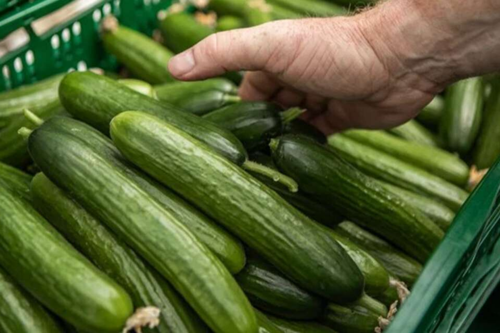 TARLADAN SOFRAYA UÇURUM: EREĞLİ’DE TARLADA 5 TL OLAN SALATALIK MARKETTE 80 TL!