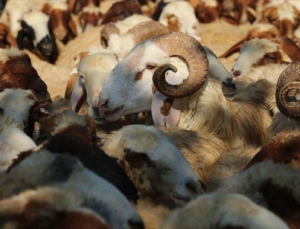 2026 YILI VEKALETLE KURBAN BEDELLERİ AÇIKLANDI