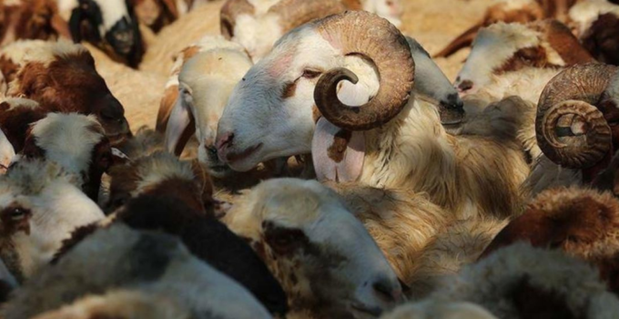 2026 YILI VEKALETLE KURBAN BEDELLERİ AÇIKLANDI