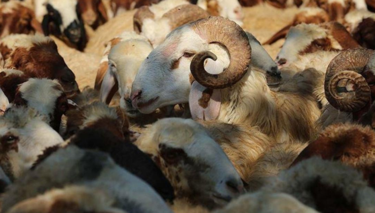 2026 YILI VEKALETLE KURBAN BEDELLERİ AÇIKLANDI