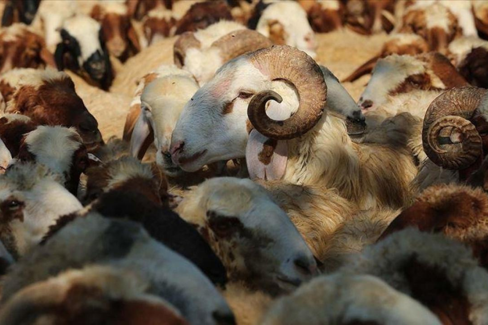 2026 YILI VEKALETLE KURBAN BEDELLERİ AÇIKLANDI