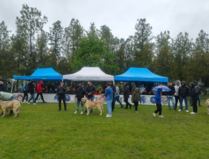 EREĞLİ’DE KÖPEK IRK STANDARTLARI ETKİNLİĞİ DÜZENLENDİ