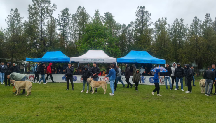 EREĞLİ’DE KÖPEK IRK STANDARTLARI ETKİNLİĞİ DÜZENLENDİ
