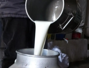 ÇİĞ SÜT TAVSİYE FİYATI 24,30 TL OLARAK BELİRLENDİ