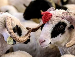 EREĞLİ’DE KURBAN DERİSİ TOPLAMA NOKTALARI BELİRLENDİ