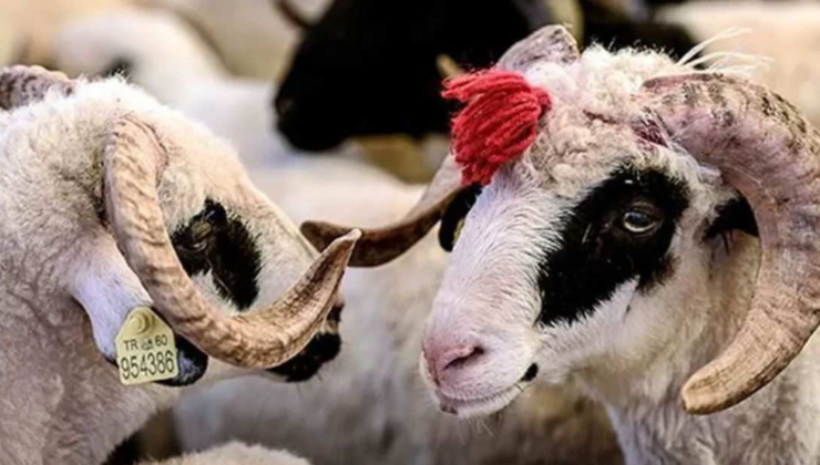 EREĞLİ’DE KURBAN DERİSİ TOPLAMA NOKTALARI BELİRLENDİ