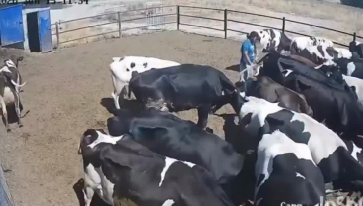 EREĞLİ’DE KORKU DOLU ANLAR: KIZGIN BOĞANIN SALDIRISINA UĞRAYAN BESİCİ CANINI ZOR KURTARDI